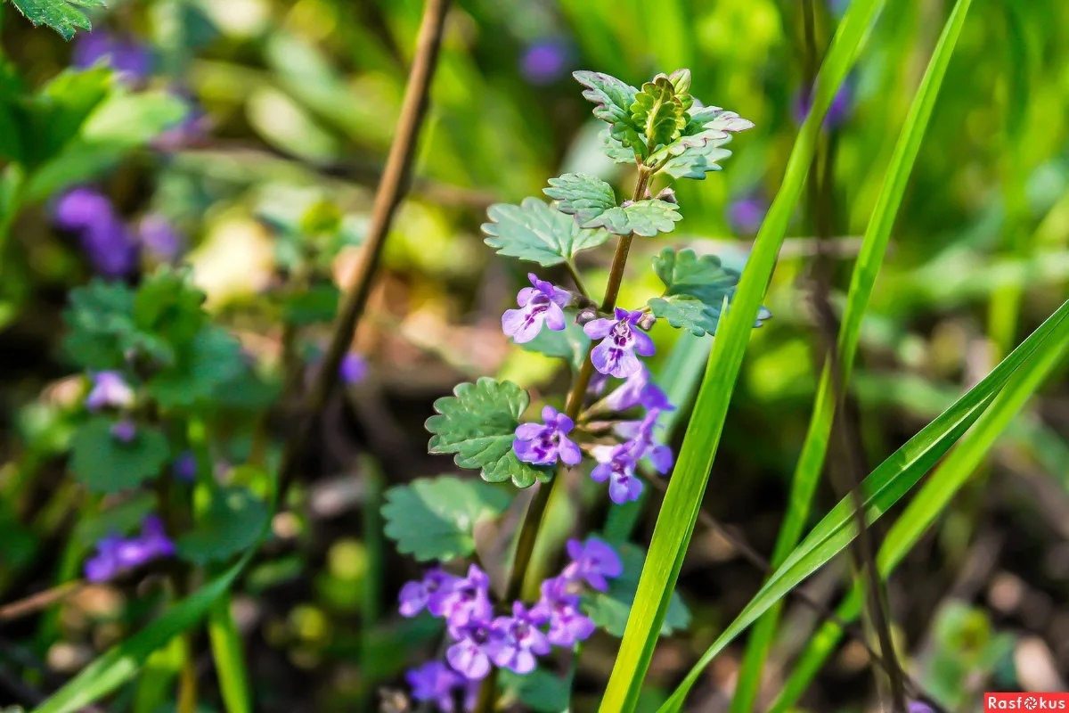 Будра: секреты полезного сорняка