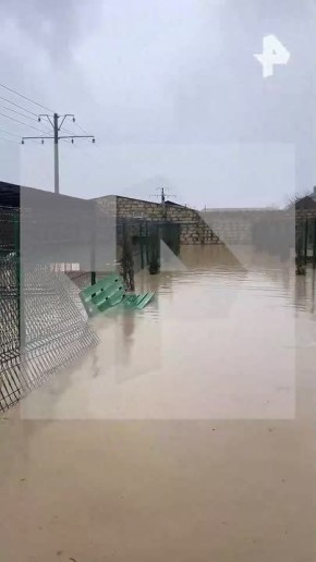 Едва не утонувших собак из приюта в Дагестане спасли неравнодушные — вольеры затапливало после сильных осадков