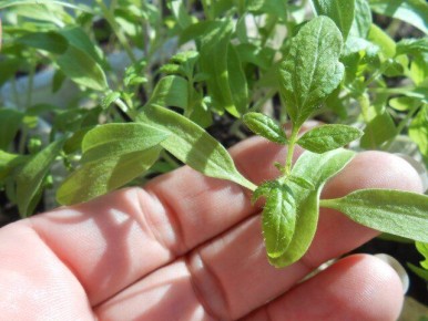 ������������ ���������: ������� ������ ��� ������� ������� � ������