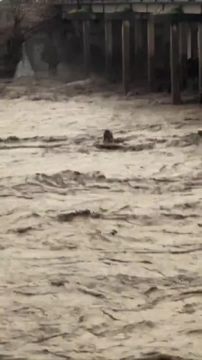 Двух собак унесло течением в дагестанском Хасавюрте