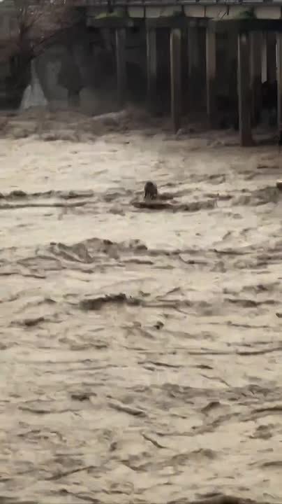 Двух собак унесло течением в дагестанском Хасавюрте