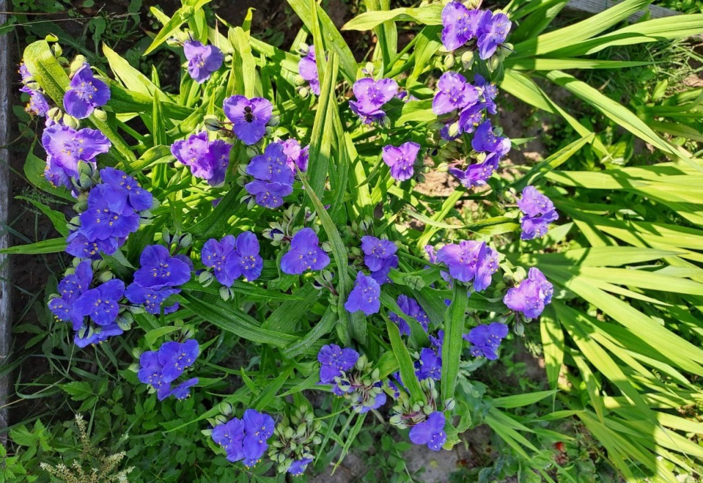 Традесканция садовая: идеальное растение для вашего сада