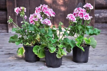 ��� ��������� ������������ ����� ������ � �������: ������ ��� ���������