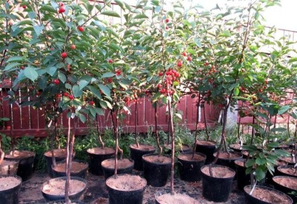 ��� ��������� �������� ������� ������: ������ � ������������