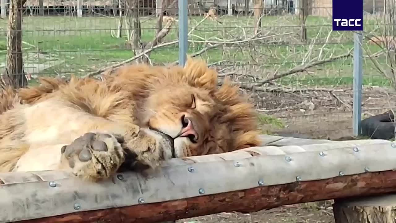 Львята, которые были привезены из Дагестана, могут отправиться в зоопарк в Белоруссии, сообщила ТАСС директор фонда защиты животных и приюта "Дино" Анжела Макарова