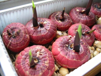 ��� ��������� ����������� ���������� � �������: ������ � ������������