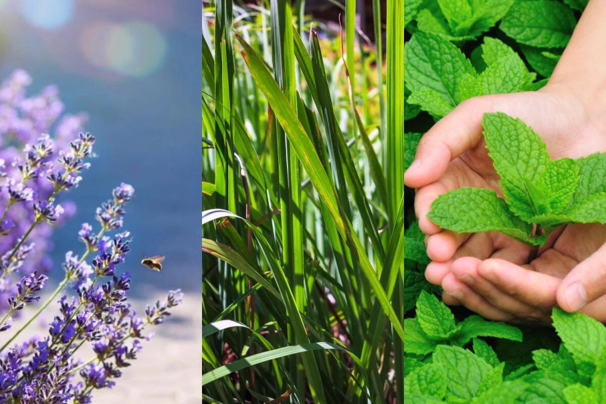 Растения, которые отпугивают комаров: как защитить себя на даче