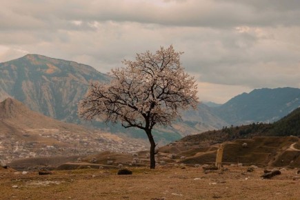 Цветение абрикосов в Хунзахском районе
