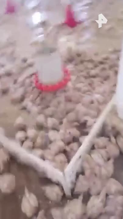 17 ���. ������ ������ ��� ���� �� ������������ � ���������