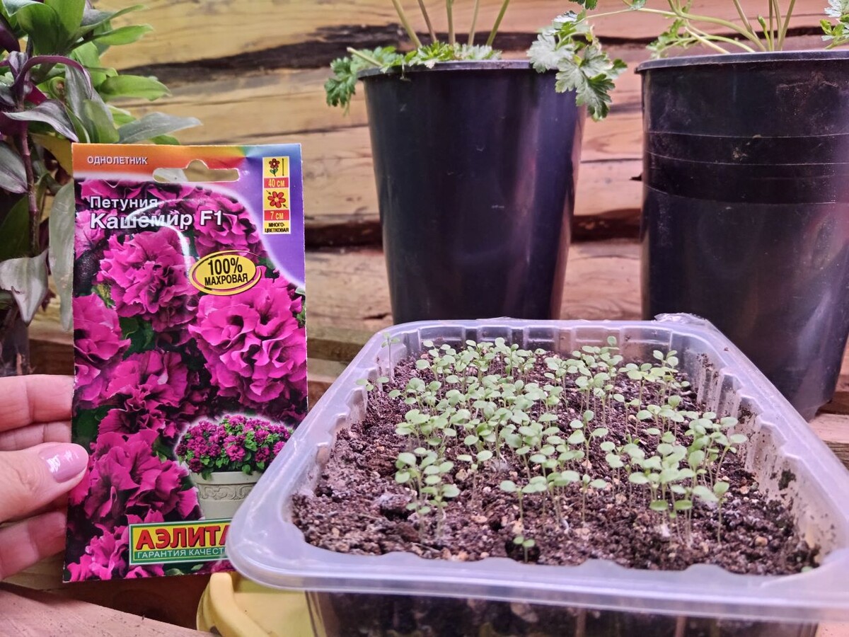 Секреты успешного посева петуний