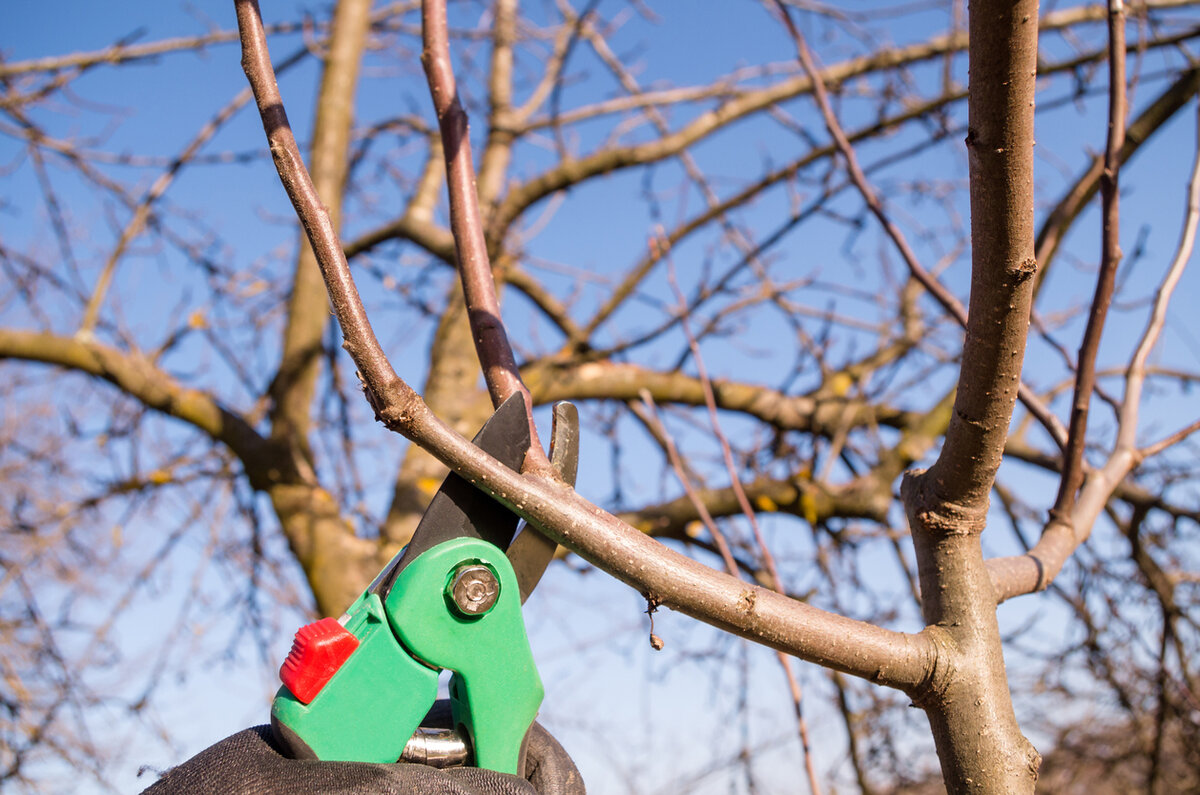 Как правильно обрезать яблони и груши: важные нюансы