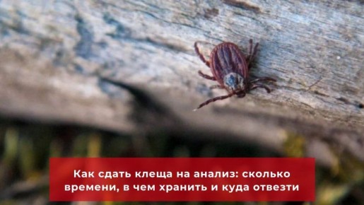 ��� ����� ����� �� ������: ������� � ��� ������� � ������ ������ �������