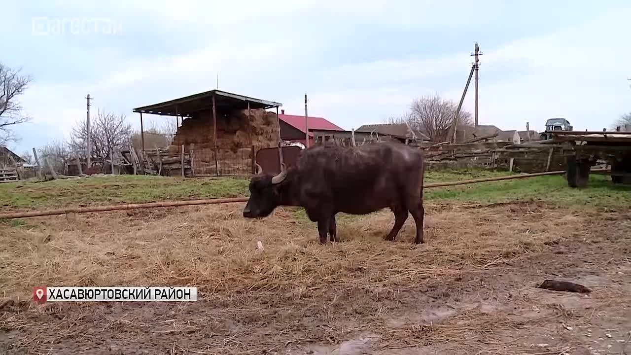 Стихия не щадит никого. Ни людей, ни животных