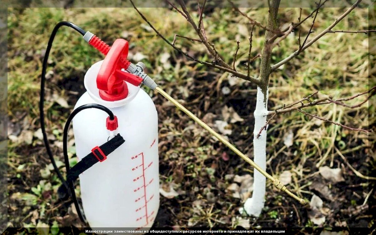 Эффективная защита осеннего сада: три незаменимых средства для искореняющей обработки