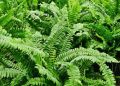 Папоротники для дачи: какие виды выбрать для идеального сада