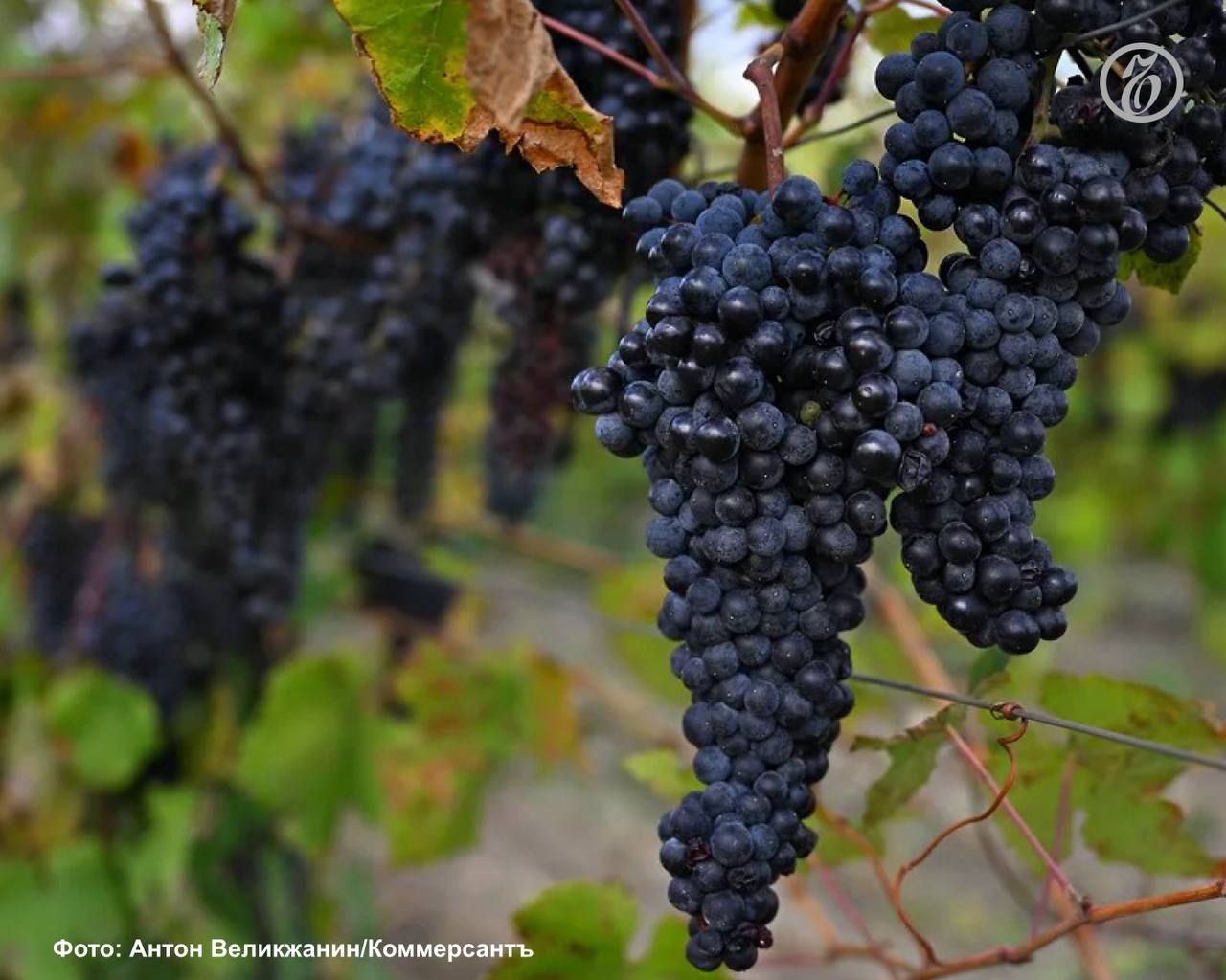 Из-за подтопления на юге Дагестана аграрии могут недосчитаться четверти урожая