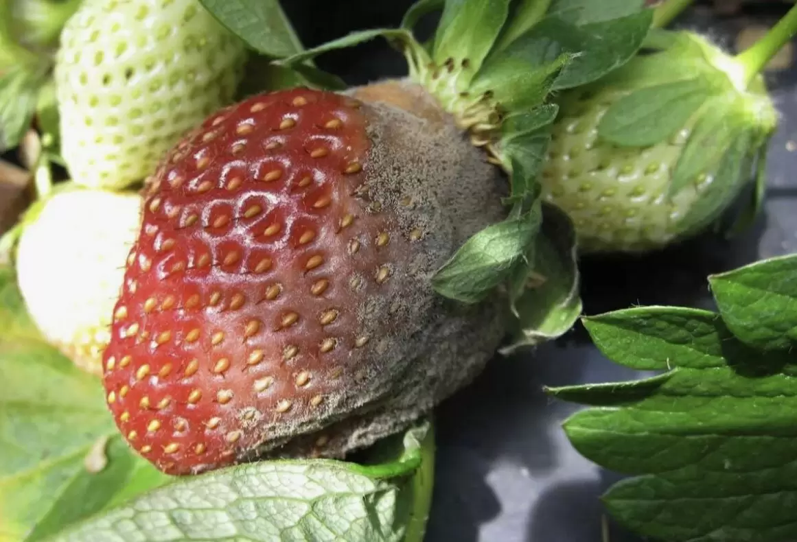 Как спасти клубнику от серой гнили: простые и эффективные способы