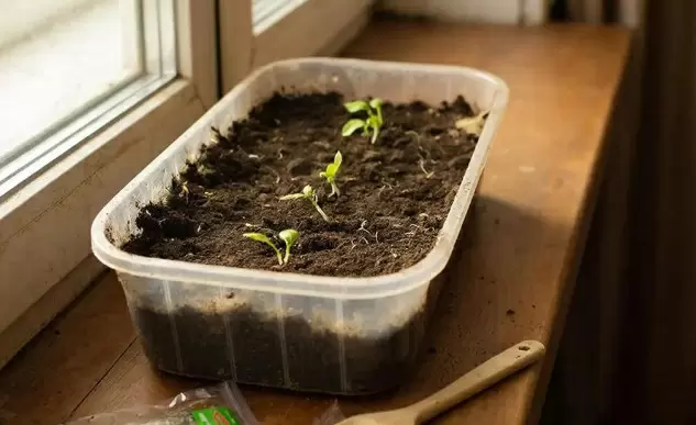 Как поздний посев многолетников преобразил рассаду