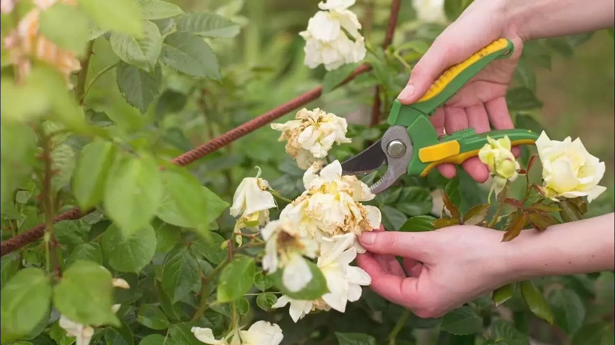 Обрезка цветов в августе: секреты, которые нужно знать