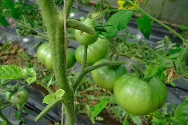 Томат Ананас: захватывающий эксперимент на вашем дачном участке