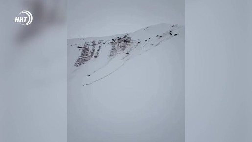 Фермеры теряют лошадей. Кулинский район снова бьёт тревогу — из-за сильных снегопадов фермеры теряют лошадей