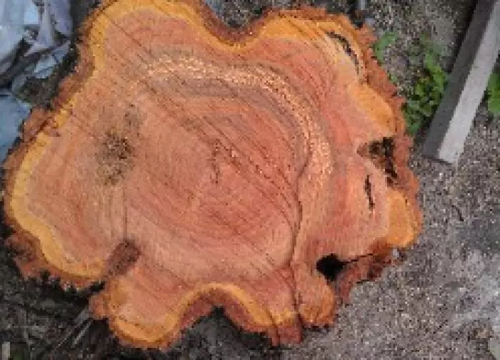 Как стильный цветник в бревне преобразит ваш сад