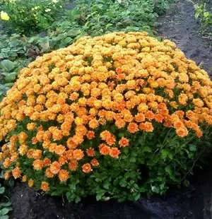 Что нужно знать о многолетних кустовых хризантемах: секреты успешного ухода