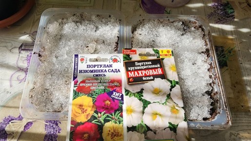 Как просто вырастить портулак: секреты успешного посева