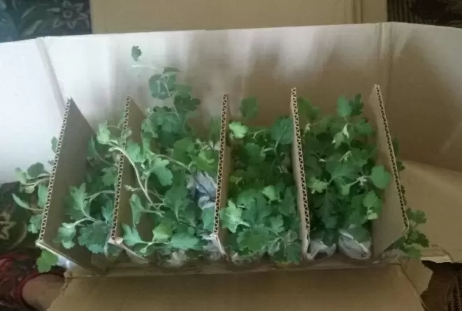 Хризантемы: цветочные жемчужины осени, которые радуют глаз