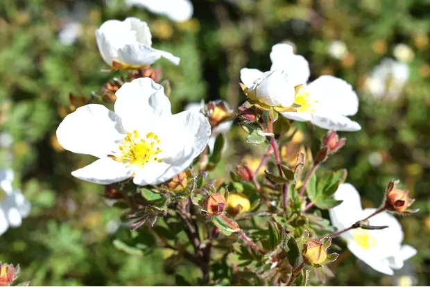 Курильский чай «Абботсвуд»: идеальный выбор для вашего сада