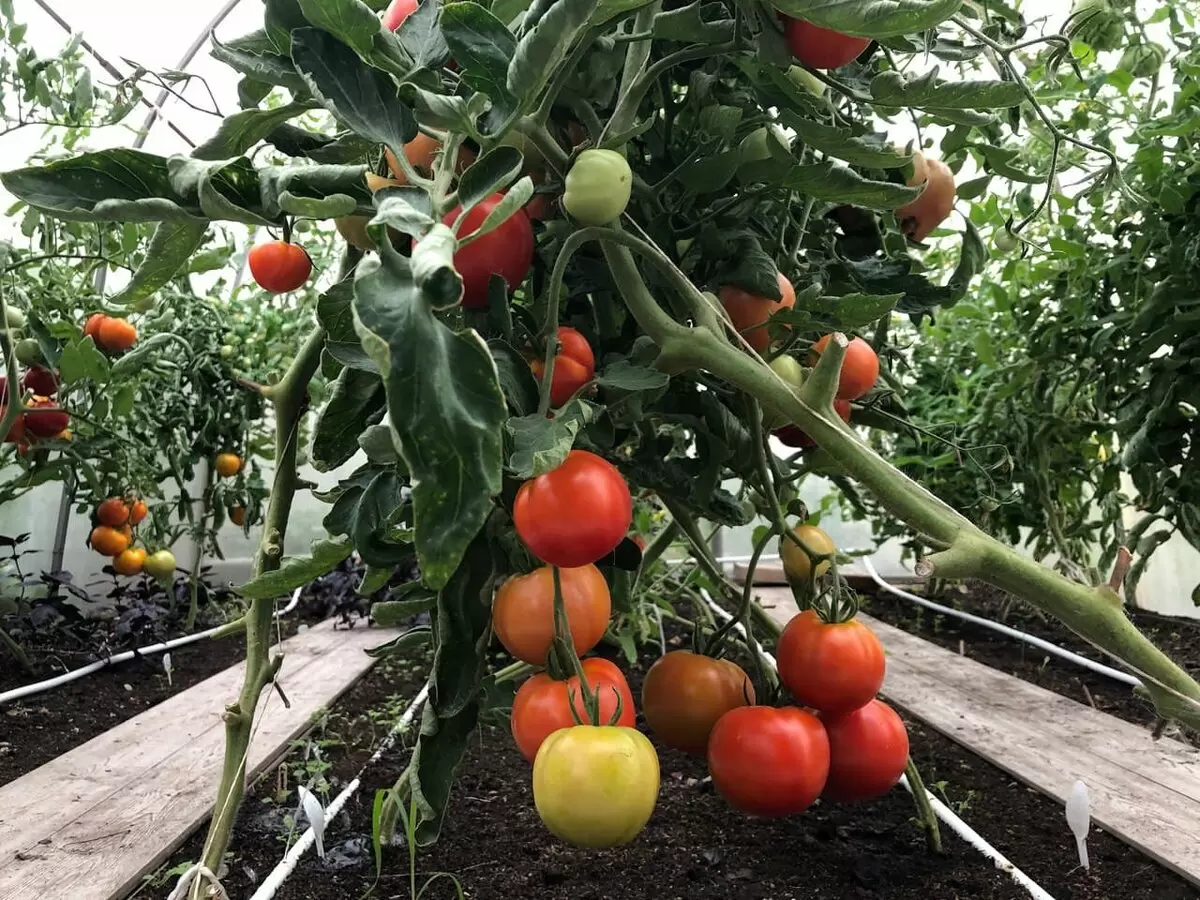 Оптимальная посадка томатов в теплице: советы по расстоянию и сортам