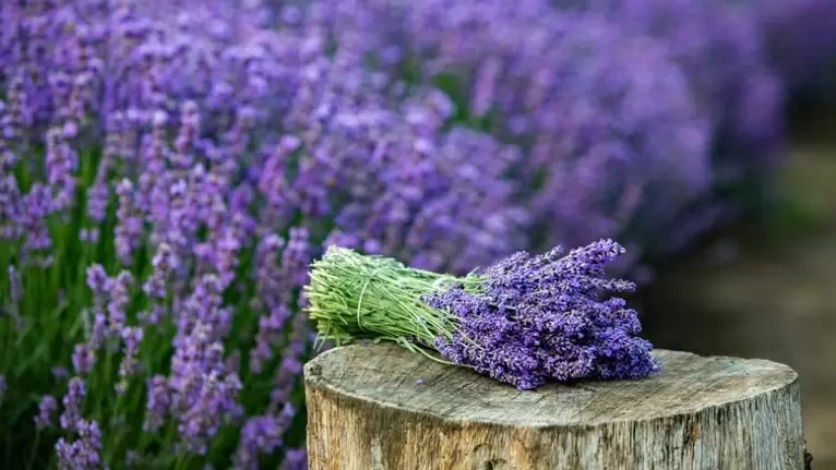 Лаванда: Как избежать распространенных ошибок в уходе за этим изысканным растением