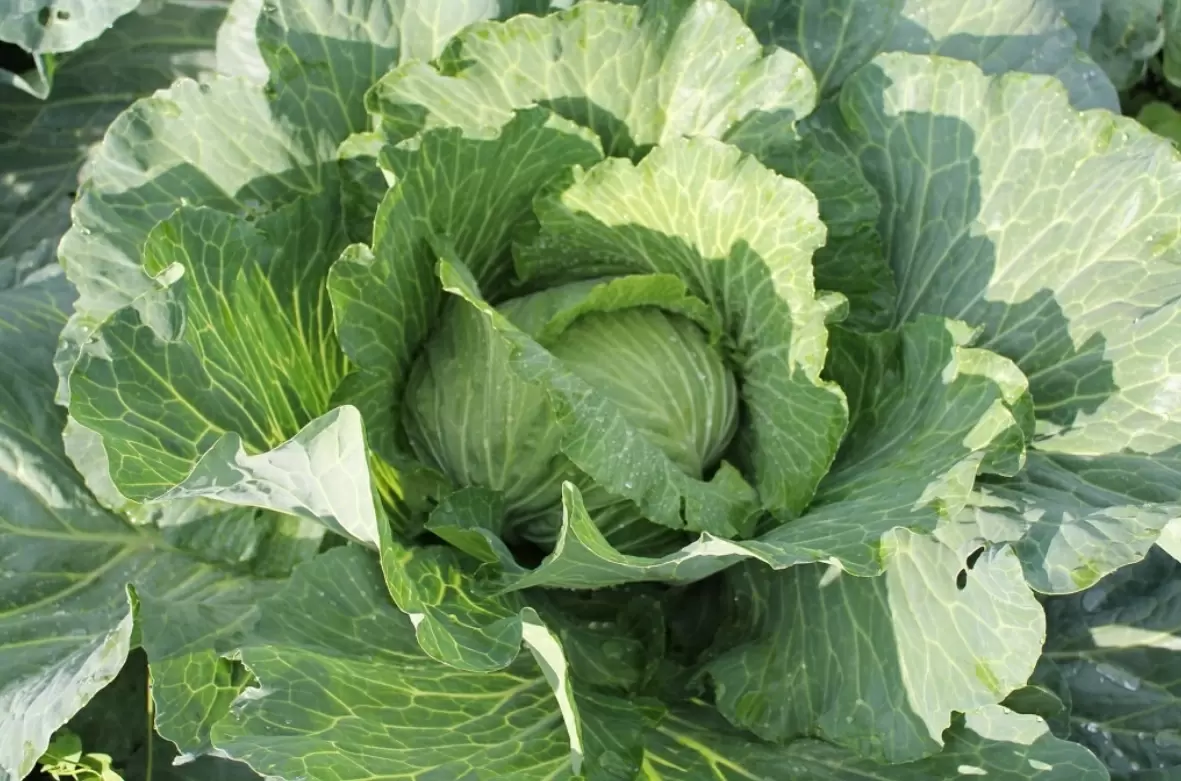 Август: секреты успешной подкормки капусты для богатого урожая