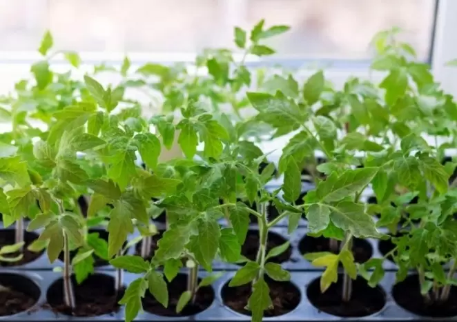 Что стоит учитывать при использовании кассет для рассады