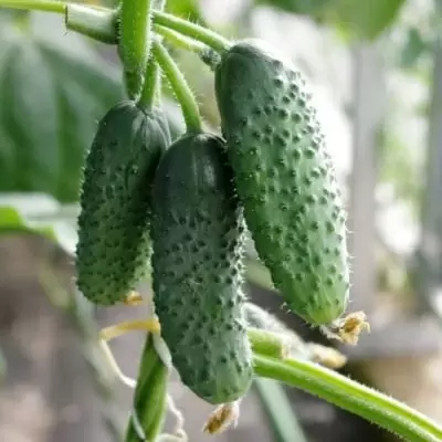 Огурец Ангел: идеальный сорт для домашних заготовок