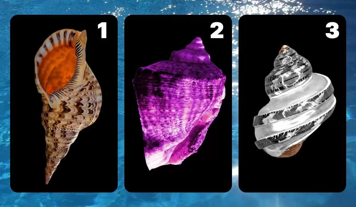 Как выбрать свою ракушку и понять уровень стресса?