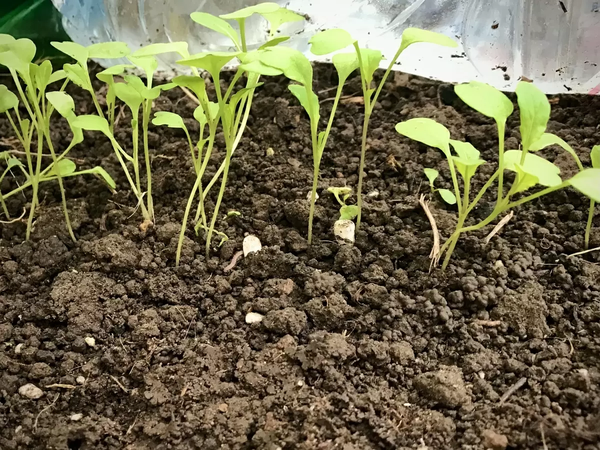 Осенние эксперименты: как рукола продолжает радовать даже в морозы