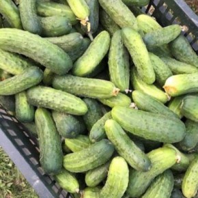 ������ �������: ��������� ����� ��� ��������� ������