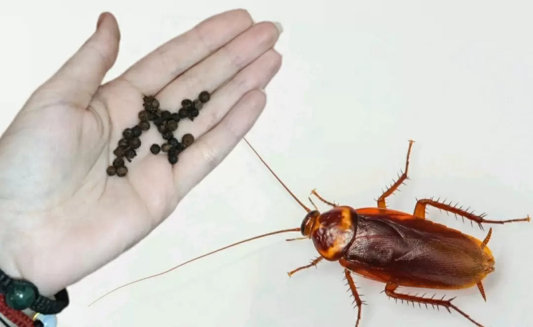 Как эффективно избавиться от тараканов: стратегии и советы