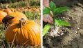 Рекордная тыква весом 1246 килограммов: как это возможно?