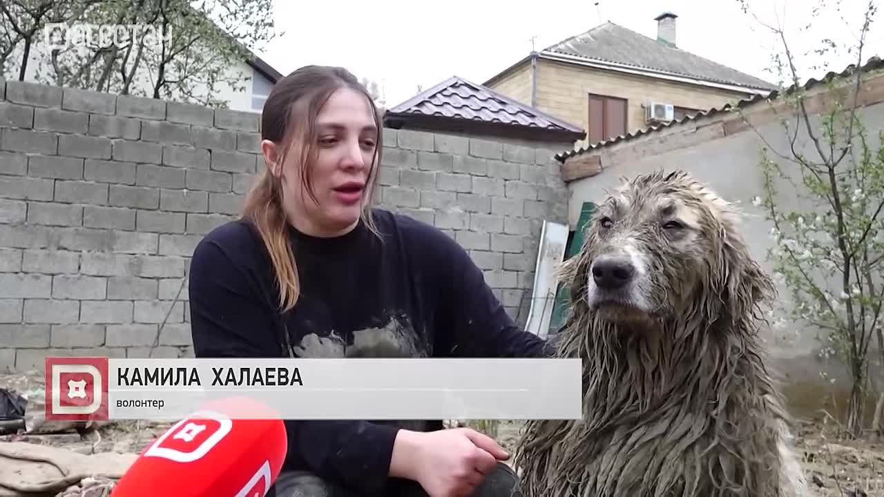 Наводнение в Махачкале затронуло местный приют для бездомных животных — около 20 собак не смогли самостоятельно выбраться из зоны затопления