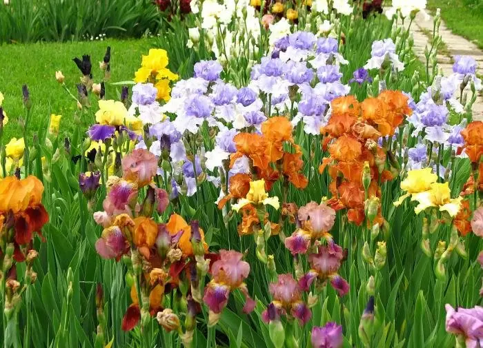 Ирисы: ключ к долгому цветению