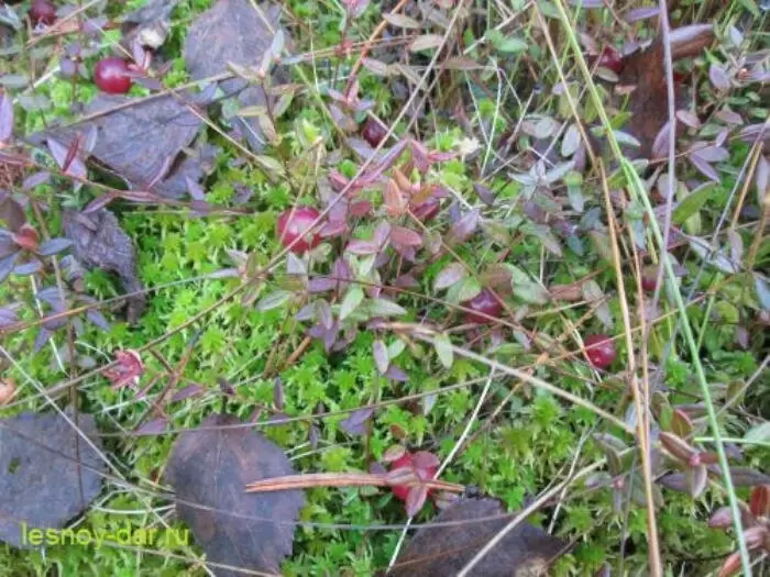 Клюква болотная: чудо природы, которое стоит попробовать