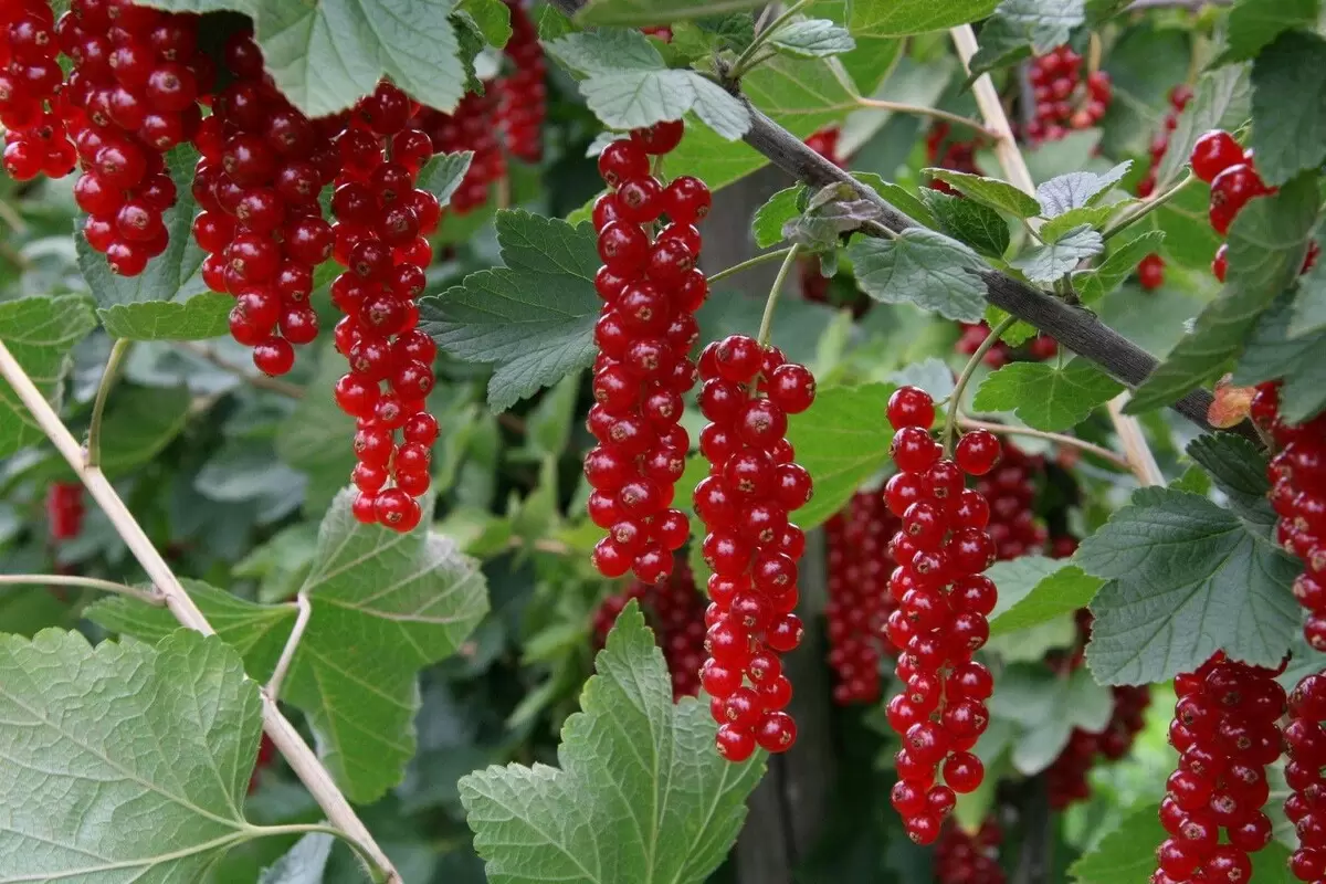 Смородина под горячей струей: риск или полезный метод?