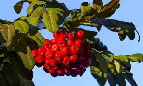 осеннее наслаждение: 10 удивительных рецептов с рябиной