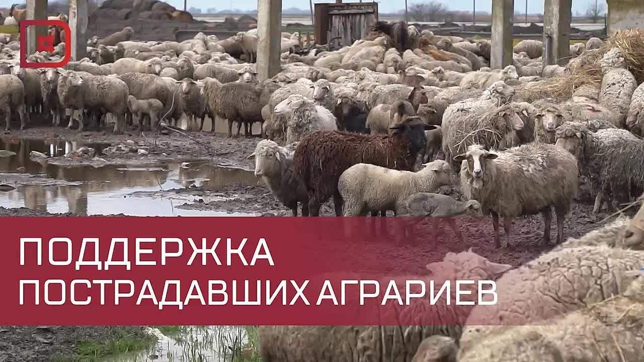 Как максимально оперативно помочь аграриям, пострадавшим от чрезвычайной ситуации?