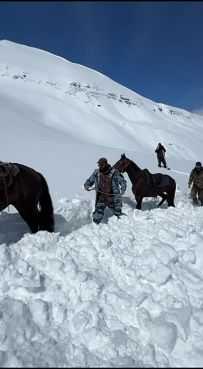 В горах Чародинского района спасли 11 лошадей из полутораметрового снежного плена