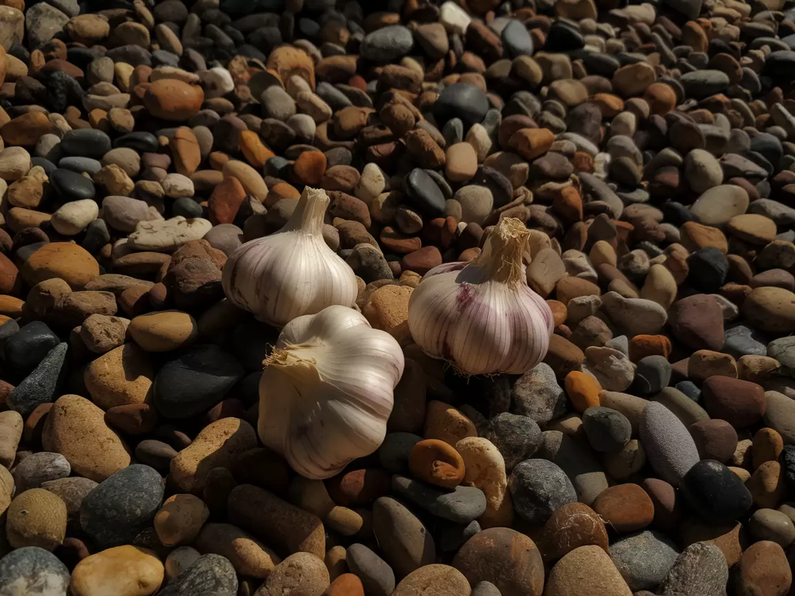 Чего боится чеснок: осенняя посадка как ключ к успеху на вашем огороде