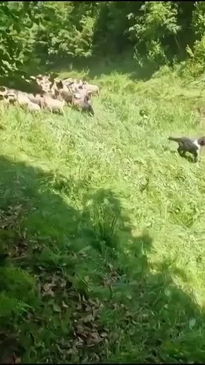 ������ ��������� ������� �������, ��������� �� ����� �������