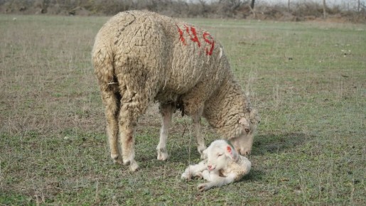 � ��������� ����������� ������� �������� � ������������ ��������� �� 98 %